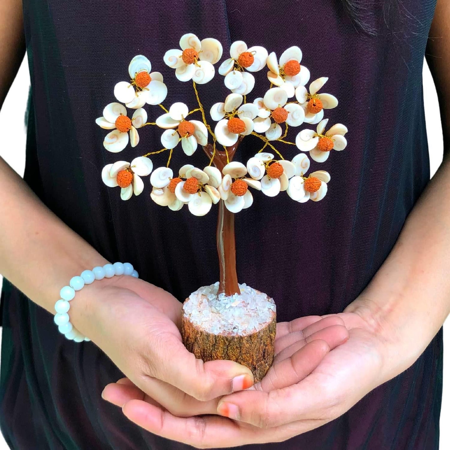 Gomti Chakra Rudraksha Tree